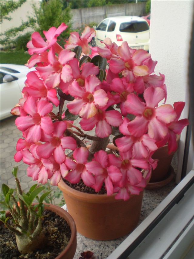 adenium